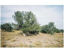 1.14 acres vacant for sale  Holbrook