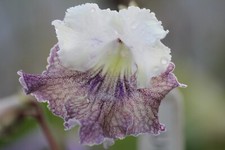Streptocarpus galaxy for sale  MAIDENHEAD