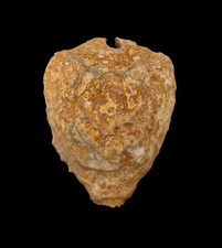 Conchiglia shell cypraea usato  San Cesareo