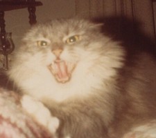 Fluffy gray cat for sale  Mission