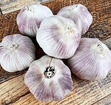 Italian organic purple for sale  Fountain Valley