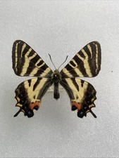Entomologie luehdorfia japonic gebraucht kaufen  Marienmünster