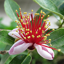 Feijoa sellowiana 60cm usato  Napoli