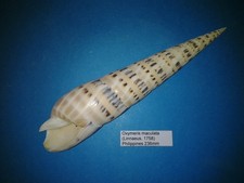 cuissard giant d'occasion cuissard giant d'occasion  Conty