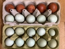 Ausgeblasene grüne rotbraune gebraucht kaufen Ausgeblasene grüne rotbraune gebraucht kaufen  Jüchen