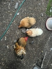 Mixed colours pekin for sale  LONDON