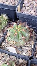 Copiapoa solaris usato  Rivoli