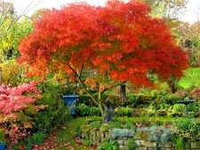 Acer dissectum palmatum for sale Acer dissectum palmatum for sale  NORTHWICH