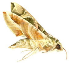 Lepidoptera sphingidae daphnis for sale Lepidoptera sphingidae daphnis for sale  Shipping to United Kingdom