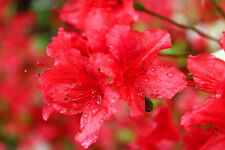 Azalea geisha red for sale  Shipping to Ireland