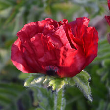 Papaver waltzing mathilde for sale  UK
