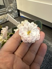 Rooted african violet for sale  BASILDON