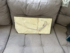 Fossil nothosaurus for sale  PETERBOROUGH