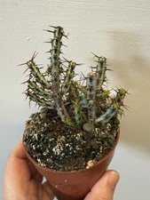 Euphorbia aeruguinosa rare for sale  BIRMINGHAM