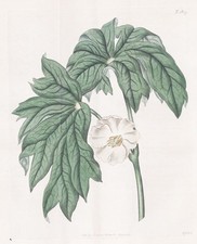 Zamia media west d'occasion Zamia media west d'occasion  Expédié en France