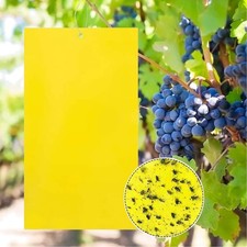 Gelbtafeln doppelseitige klebe gebraucht kaufen Gelbtafeln doppelseitige klebe gebraucht kaufen  Köln