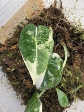 Alocasia frydek variegata. d'occasion  Montpellier-