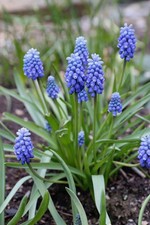 Armeniacum muscari flower for sale  Gassville
