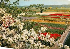 Picture Postcard> Holland, Vogelzang, Tulipshow, Tulips comprar usado  Enviando para Brazil