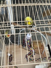 Love birds for sale  COLCHESTER