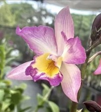 Iwanagaara apple blossom. for sale  Fleming Island