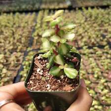 Portulacaria afra elephant for sale  Morgan Hill