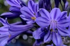 Agapanthus purple flower for sale  Omaha