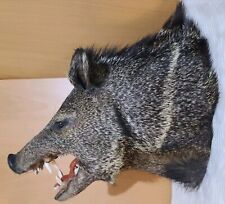 Taxidermy javelina peccary for sale  Canton