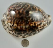 Cypraea tigris schilderiana for sale  Palo Alto