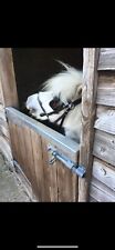 Small pony shetland for sale  CASTLE DOUGLAS