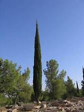 Graines cupressus sempervirens d'occasion  Sabres