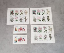 STAFFA SCOTLAND- FLORES- 5 M/FOLHAS &MINI BLOCOS &OVERPRINT PERF&IMPERF MNH, usado comprar usado  Enviando para Brazil