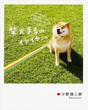 Shiba inu maru d'occasion  Expédié en Belgium