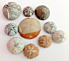 Seeigel fossilien echinocorys gebraucht kaufen  Schwerin