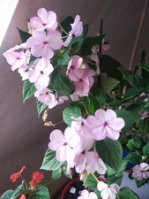Impatiens goutte sang d'occasion  Vendôme