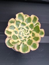 Aeonium poseidon rarely for sale  KILMARNOCK