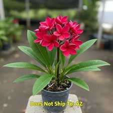 Plumeria rubra red for sale  Miami