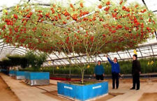 Albero pomodoro gigante usato  Italia