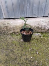 Pianta sequoia sempervirens usato  Buti
