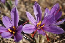 Crocus sativus saffron for sale  CRAWLEY