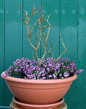 Schweizerweide weide zwergweid gebraucht kaufen Schweizerweide weide zwergweid gebraucht kaufen  Basedow, Güizow, Lütau