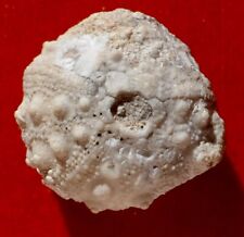 Oursin fossile jurassique d'occasion  Cuxac-d'Aude