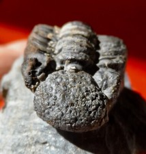 Trilobite dévonien ardennes d'occasion  Cuxac-d'Aude