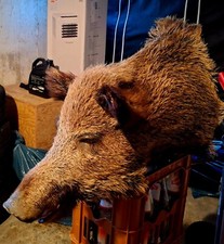 wildschweinkopf gebraucht kaufen wildschweinkopf gebraucht kaufen Offenburg