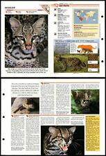 Ocelot mammals wildlife for sale  SLEAFORD