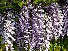 Chinesischer blauregen wisteri gebraucht kaufen  Tauberbischofsheim