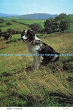 D269597 welsh sheepdog for sale  WARLINGHAM