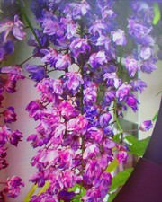 5ft wisteria black for sale  OXFORD