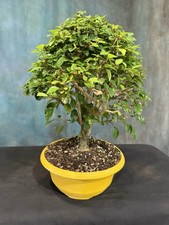 Parrot beak pre for sale  North Fort Myers
