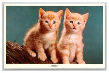 Adorable cats kittens for sale  Bremerton